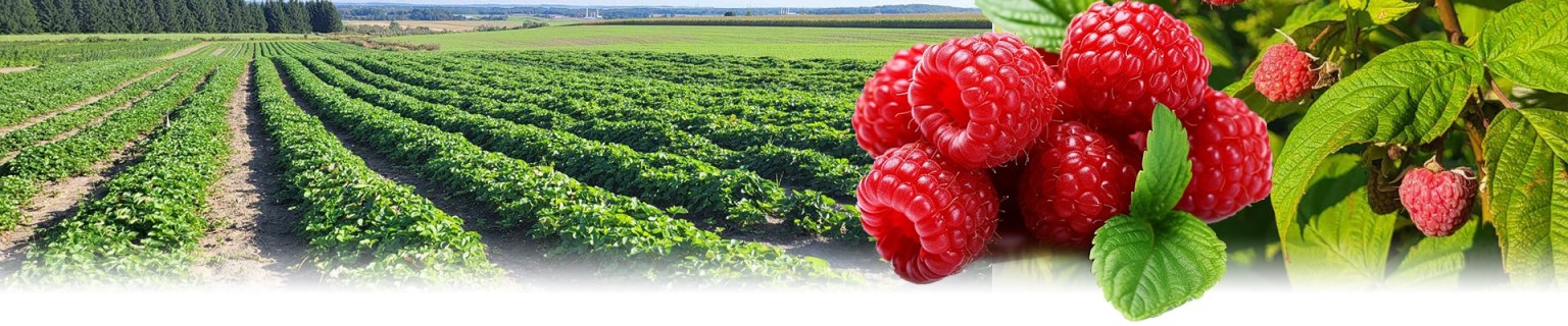 framboise12