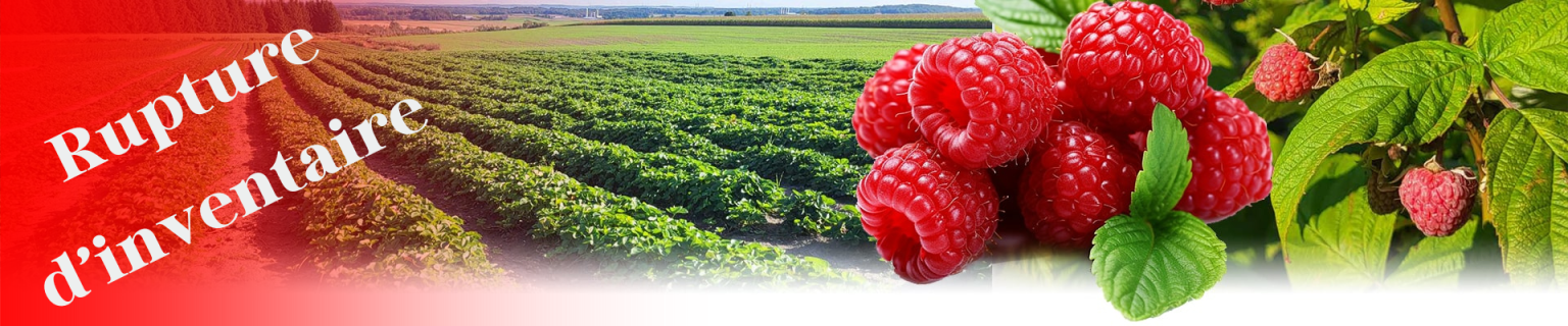 framboise24